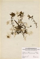 藏品(臺灣龍膽)的圖片